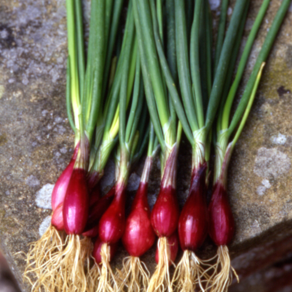 Salad Onions Lilia Red Spring Onion